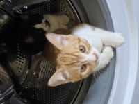 3 adet tatlı tekir bücürler