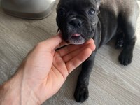 Brındle french bulldog