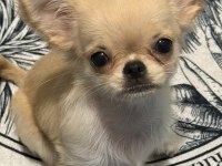 Chihuahua 4 aylık
