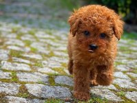 Ruhsatlı Üreticiden Toy Poodle Bebekler