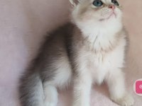 Şafkan British Shorthair