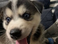 Sibirya kurdu husky