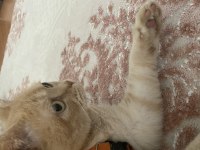 British Longhair dişi kedimiz