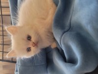 Himalayan cinsi kedimiz