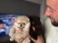 Pomeranian ayıcıklar