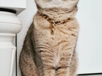 Sfs NY 25 scottish fold