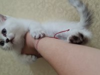 2 aylık british shorthair acil sahiplendirme