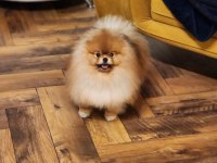 SHOW CLASS ERKEK EŞSİZ GÜZELLİKTE POMERANİAN BOO