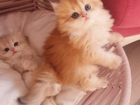 Secereli British Longhair Yavrularımız