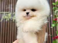 Irk ve sağlık garantili pomeranian boo bebekler