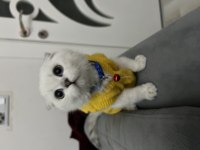 Tüm aksesuarlarıyla yavru scottish fold