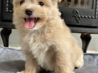 Zeki ve Tüy Dökmeyen Maltipoo Yavrularımız