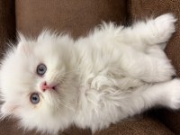 Bembeyaz mavi gözlü scottish longhair erkek yavrularımız
