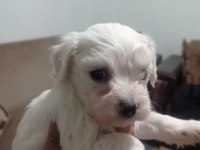 Maltese yavrular