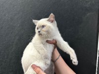 British blue point yavrular