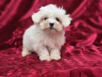Orijinal Maltese Terrier Yavrular
