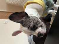 5. 5 AYLIK ERKEK FRENCH BULLDOG ÜCRETLİ