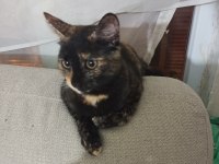 ÇOK ACİL YUVA 6 KEDİYE