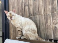 SAFKAN BENGAL KEDİLERİ