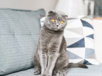 Scottish fold aşıları tam dişi