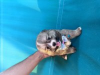 2 Dişi ve 2 Erkek Pomeranian
