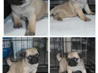 Pug mops yavrular