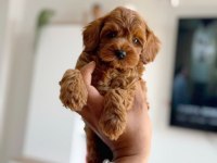 Tuvalet Eğitimli Kore Toy Poodle
