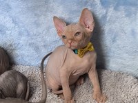 Naked Beauty Sphynx Kedisi