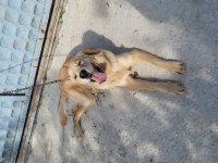 Golden retriever bilgi telefonda verilecektir