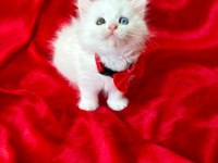 55 günlük dişi ve erkek british shorthair yavrular
