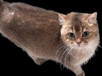 2 adet dişi ny 11 golden british shorthair