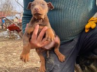 Doberman yavrularımız mevcut