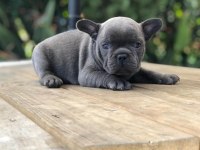French Bulldog Yavruları