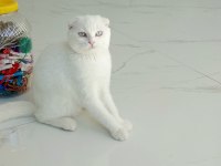 Sevecen scottish fold yavrumuz