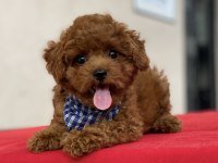TOY POODLE