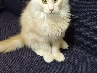 Şampiyonların torunu anne baba şecereli maine coon
