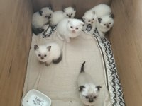 Blue Point ve Scottish Fold Yavrular