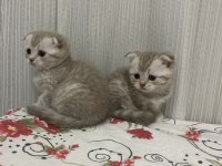 Scottish fold kediler yeni yuvalarını arıyorlar