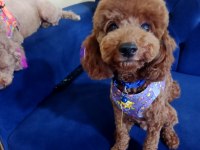 Safkan Toy Poodle Yavrularımız