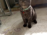7 aylık british shorthair