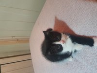 60 günlük exotic shorthair kırma ücretsiz