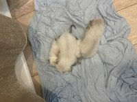 Yavru british shorthair