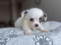 Mavi gözlü özel chihuahua istanbul