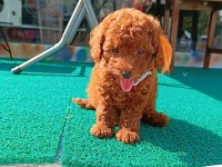 Kore poodle erkek dişi köpekler