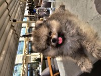 Ponçik Pomeranian Yeni Yuvasını Arıyor
