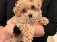 Kore Maltipoo Yavrular Özel Olmak İsteyenlere Özel