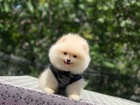 Pomeranian boo safkan ayı surat bebek köpekler