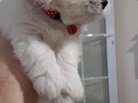 Kısa Burunlu Çok Heyecanlı Maltese
