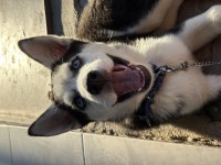 5 aylık husky