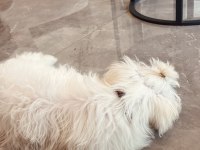 4 Aylık Maltipoo Dişi